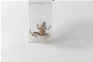 Image description is not available for 2011.43.1